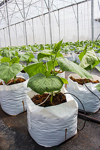 温室栽培的黄瓜植物图片