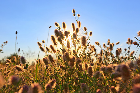 夏日草原上的花朵对着太阳图片