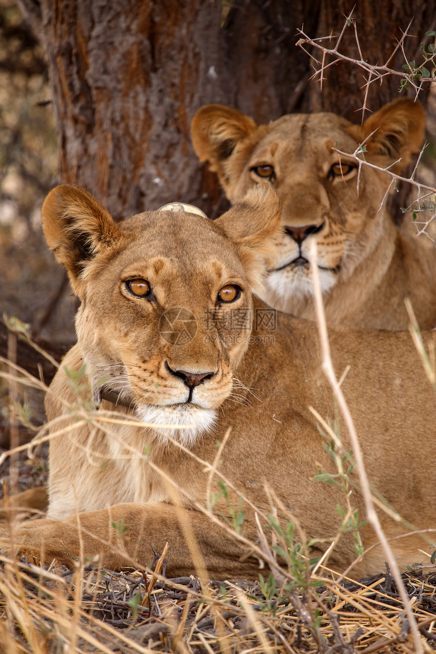 博茨瓦纳奥卡万戈三角洲莫雷米公园的狮子戴着无图片