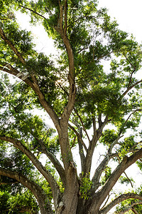 从下面长大的棉木树与下午的佛罗图片
