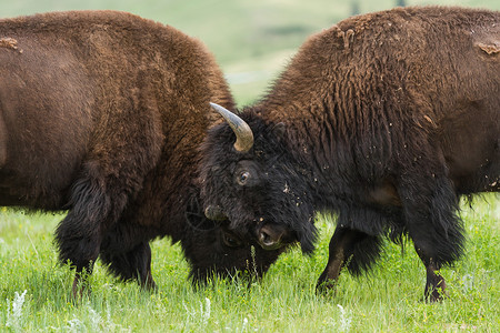 在南达科他州草原上玩耍的野生美洲水牛图片