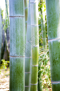 生长在亚洲的绿色竹子树干特写镜头图片