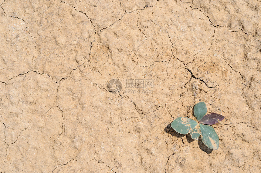 干土和沙子特写自然纹理与小绿芽图片