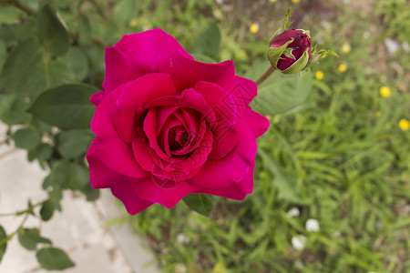 花园里大红玫背景图片