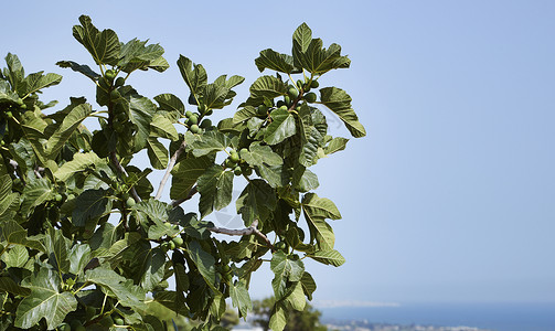 意大利西里农村无花果植物和背图片