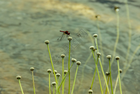 蜻蜓与永生之花图片