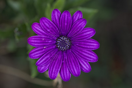 孤立在绿色上的雏菊花图片