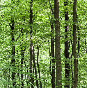 春天绿林中树木的生长图片