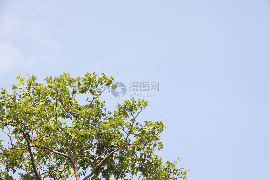 在蓝天背景的绿树图片