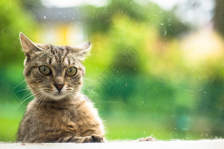 猫从街上看着窗外的房子图片