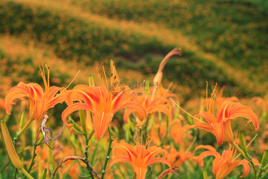 花莲节六十石山的黄花菜图片