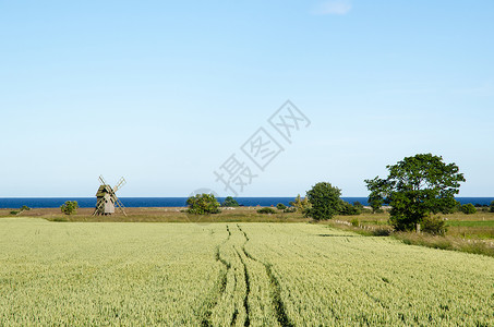 波罗的海沿岸由瑞典群岛奥兰Oland带风车和玉米图片
