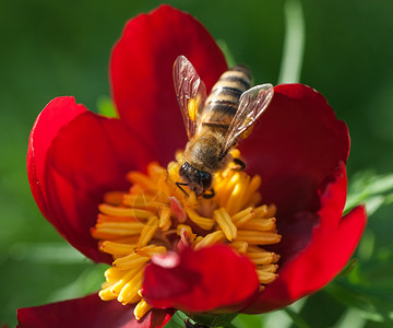 蜜蜂在花蜂惊人蜜蜂授粉的红花图片