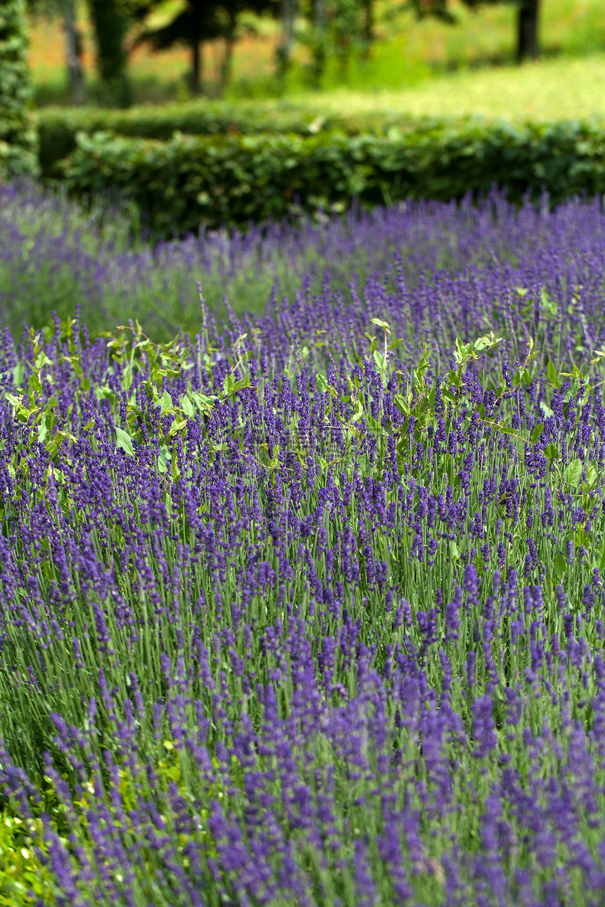 法国薰衣草茂盛的花园图片