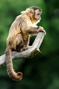自然界树枝上的白卷尾猴图片