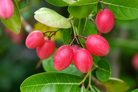 树上的超级水果Carissacarandas图片