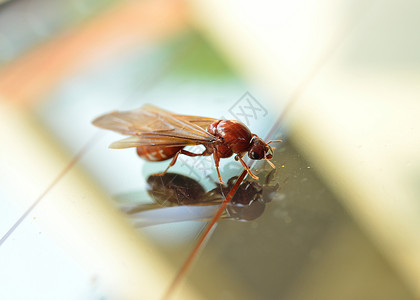 小昆虫白蚁背景图片