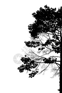 白色背景上的树木剪影背景图片