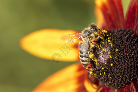 WesternHoneyBie收集花蜜图片