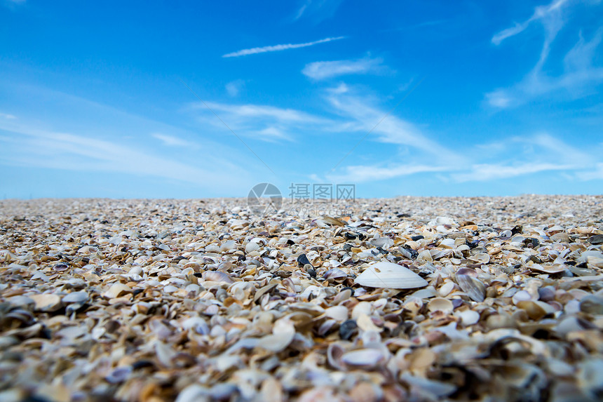 在海滩和蓝天的贝壳图片