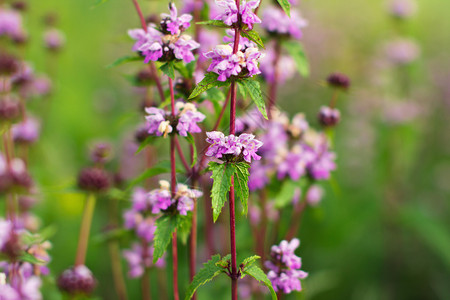 夏日草地上的紫色风信子花图片