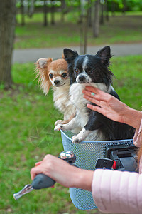 带狗步行的吉华小狗Chihuahua图片