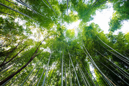 日本京都的竹林用于adv或图片