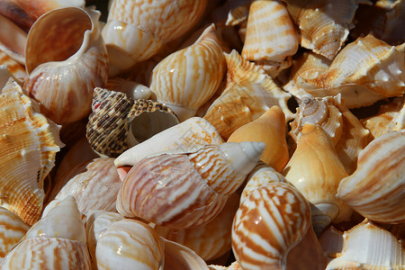 为收藏家收集海中收集的贝壳图片