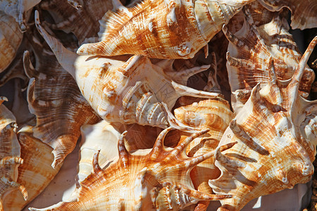 收集在海洋中收集的美丽的海壳图片