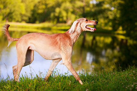 波斯灰狗犬图片