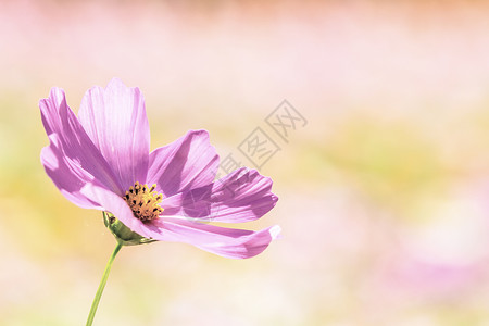 花园中的花粉色秋天菊花供Adv或图片