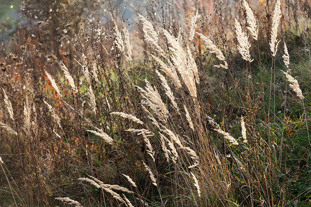 秋天的印象草的干叶图片