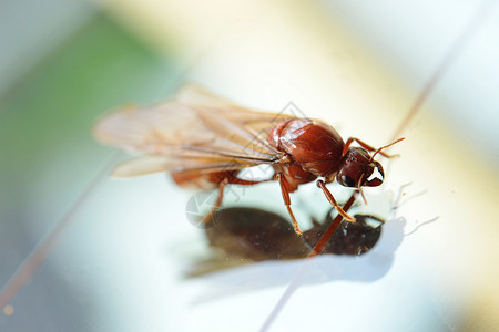 小昆虫白蚁图片
