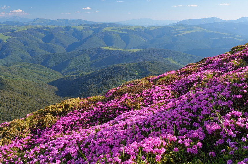 夏月风景山坡开阔阳光明日图片