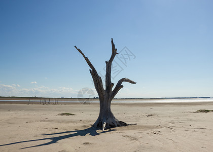 阿根廷中部沙漠化的死树与图片