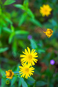 花园里黄色花朵的特写图片