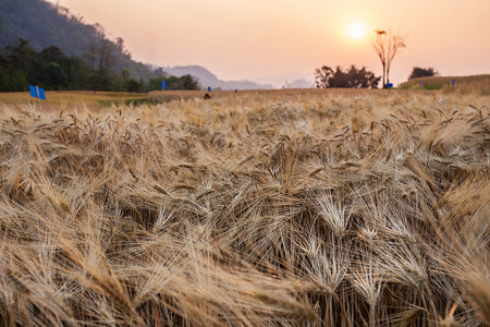 大麦田与夕阳的田园风光金色的稻田图片