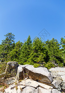 长青树生长在山上岩石巨之上在图片