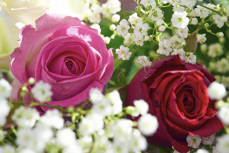 一朵五颜六色的玫瑰花的特写镜头图片