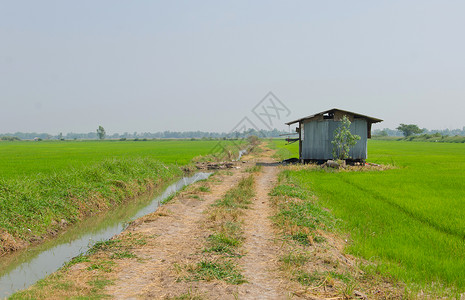 稻田里的锌小屋图片