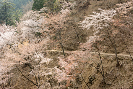 樱花的景色与美丽的萨库拉在吉野奈拉日本亚洲的Oku图片
