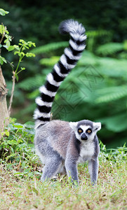 环尾狐猴lemur高清图片
