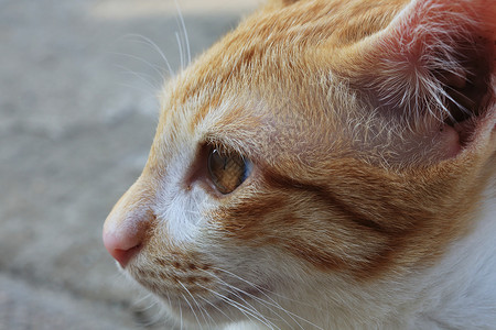 猫脸的特写细节图片