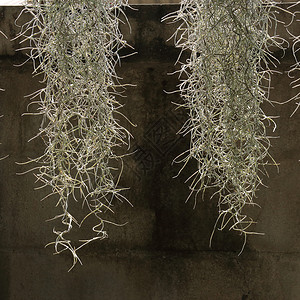 带有西班牙苔藓挂绳的家庭装饰花园图片