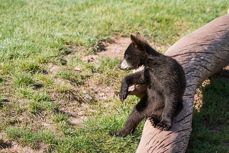 关闭坐在原木上的小黑熊幼崽图片