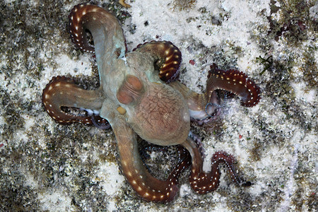 红海中的锈褐色章鱼图片