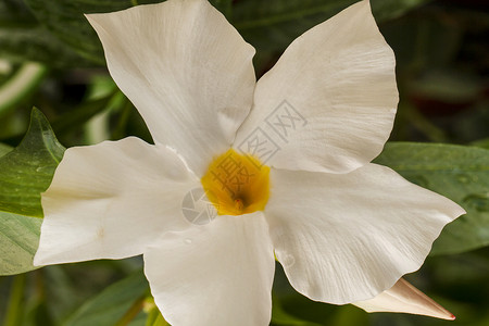 如果一朵美丽的白色花朵近背景图片