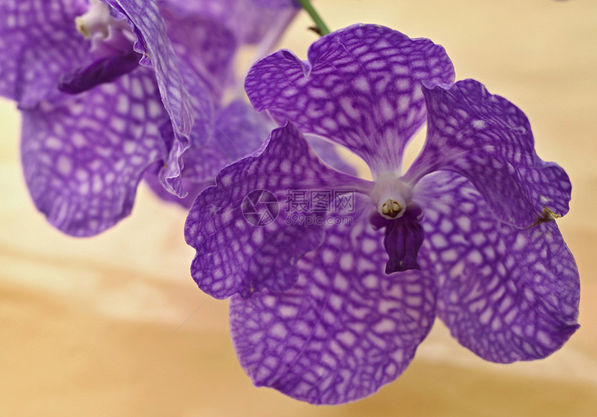 紫兰花美丽大花图片