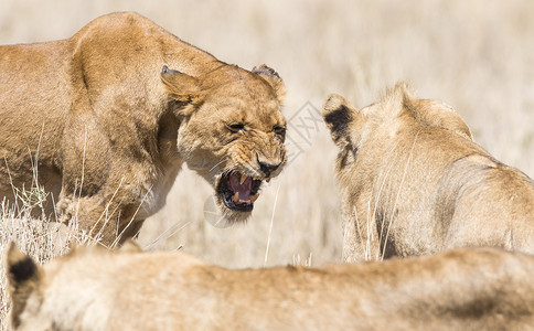 野狮向另一只狮子展示牙齿图片