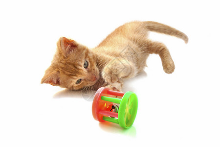 红小猫玩着多彩的玩具在白图片